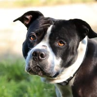 Narko, chien à adopter