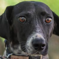 JUNE, chienne à adopter