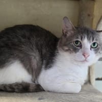 Koala [FIV+], chat à adopter