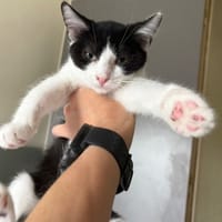 Cécile, chatte à adopter