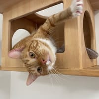 XOXO, chat à adopter