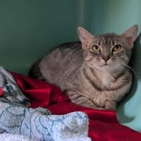 CELESTINE, chatte à adopter