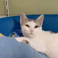 BRUTUS, chat à adopter