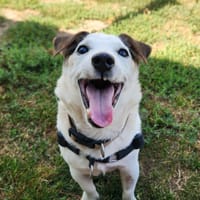 ANTHELIOS QCN, chien à adopter