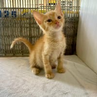 TIFA, chat à adopter