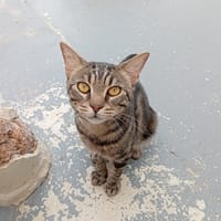 CALOR, chat à adopter