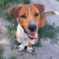 TURIN, chien à adopter