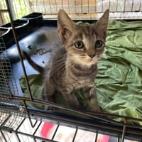 LIMACON, chat à adopter
