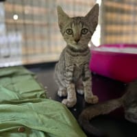 LIBELLULE, chatte à adopter