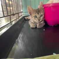 LIBETTE, chatte à adopter