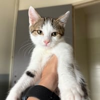 Tigrou, chat à adopter