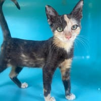RHEA, chatte à adopter