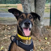 TOTO QCN, chien à adopter