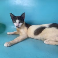 PITA, chatte à adopter
