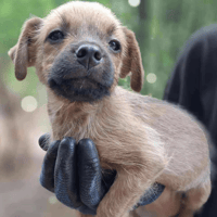 Teeny, female dog to adopt