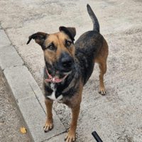 Halo, female dog to adopt