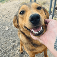 Dolly, female dog to adopt