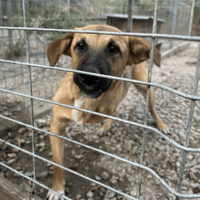 Benji, dog to adopt