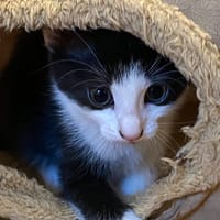 MATILDA, chatte à adopter