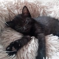 LENZO, chat à adopter