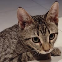 HARIBO, chat à adopter