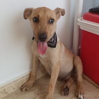 RIGO (Maria), chien à adopter