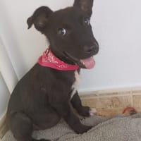 BERTA (Maria), chienne à adopter