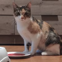 AMANDINE, chatte à adopter