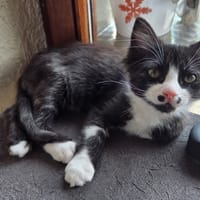 ADÈS, chat à adopter