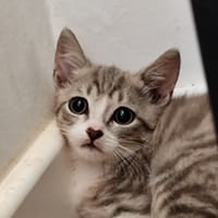 Gribouille, chat à adopter