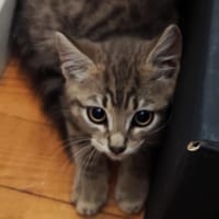 Tempeth, chat à adopter