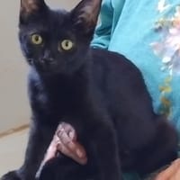 YUMI, chatte à adopter