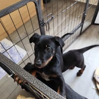 AINA, chienne à adopter