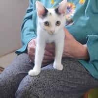 NEIGE, chatte à adopter