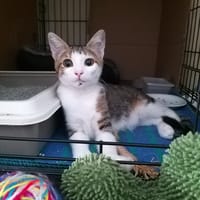 Mimi, chat à adopter