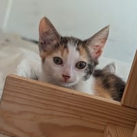 CALI, chatte à adopter