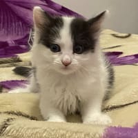 MOON, chatte à adopter