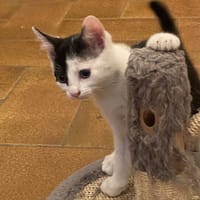 MALICE, chatte à adopter