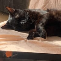 Samy, chat à adopter
