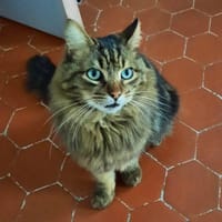 Aristote, chat à adopter
