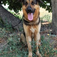 Tarzan, chien à adopter