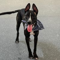 Alma, chienne à adopter