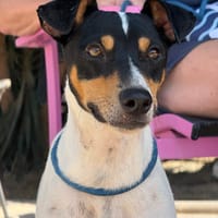 DEVON (Maria), chien à adopter