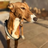 NUBE  (Animalea), chienne à adopter