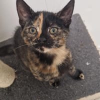 QUINZEL, chatte à adopter