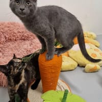 ROCKET, chat à adopter