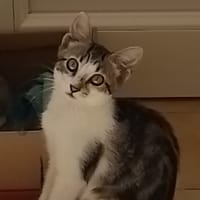 JUNE, chatte à adopter