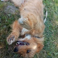 Foxy, suczka do adopcji