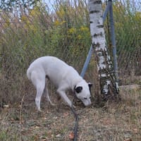 Dora, suczka do adopcji