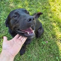 Maciuś, pies do adopcji